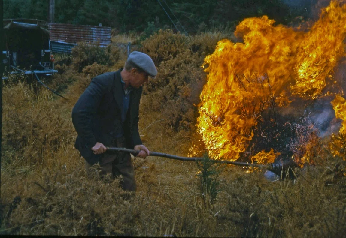 Controlled burning of gorse, 1966