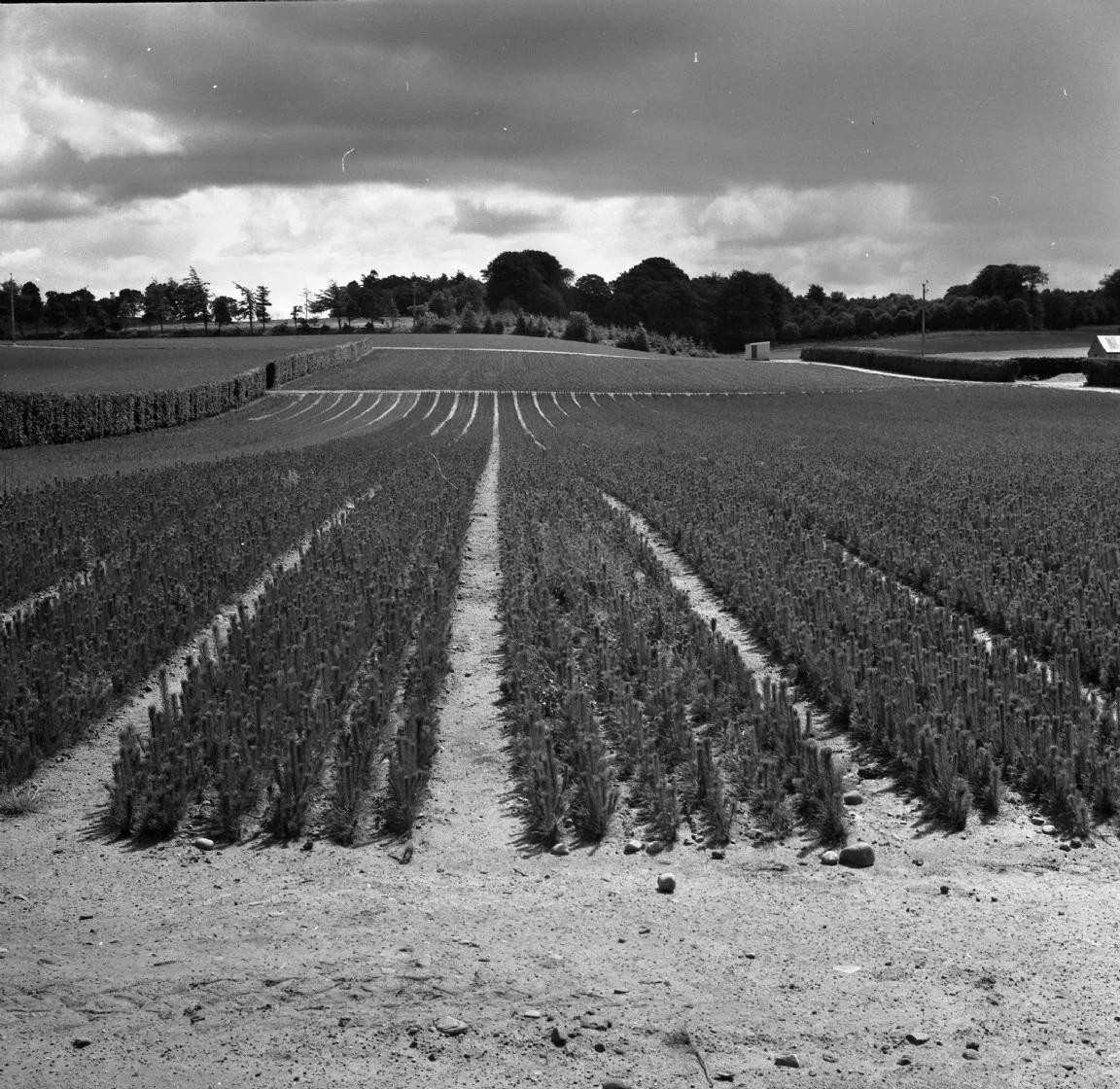 Newton nursery, 1967