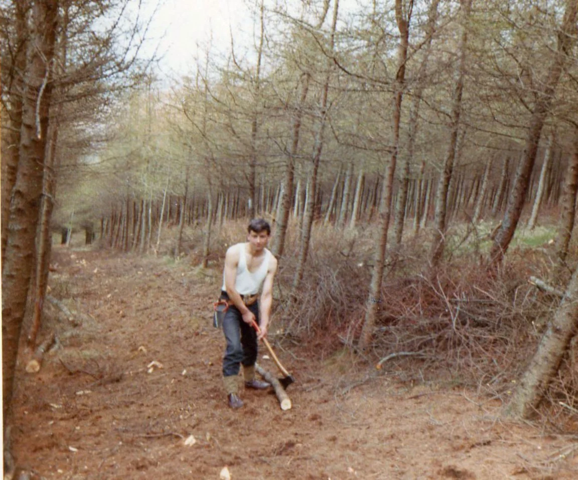 Snedding larch, 1968