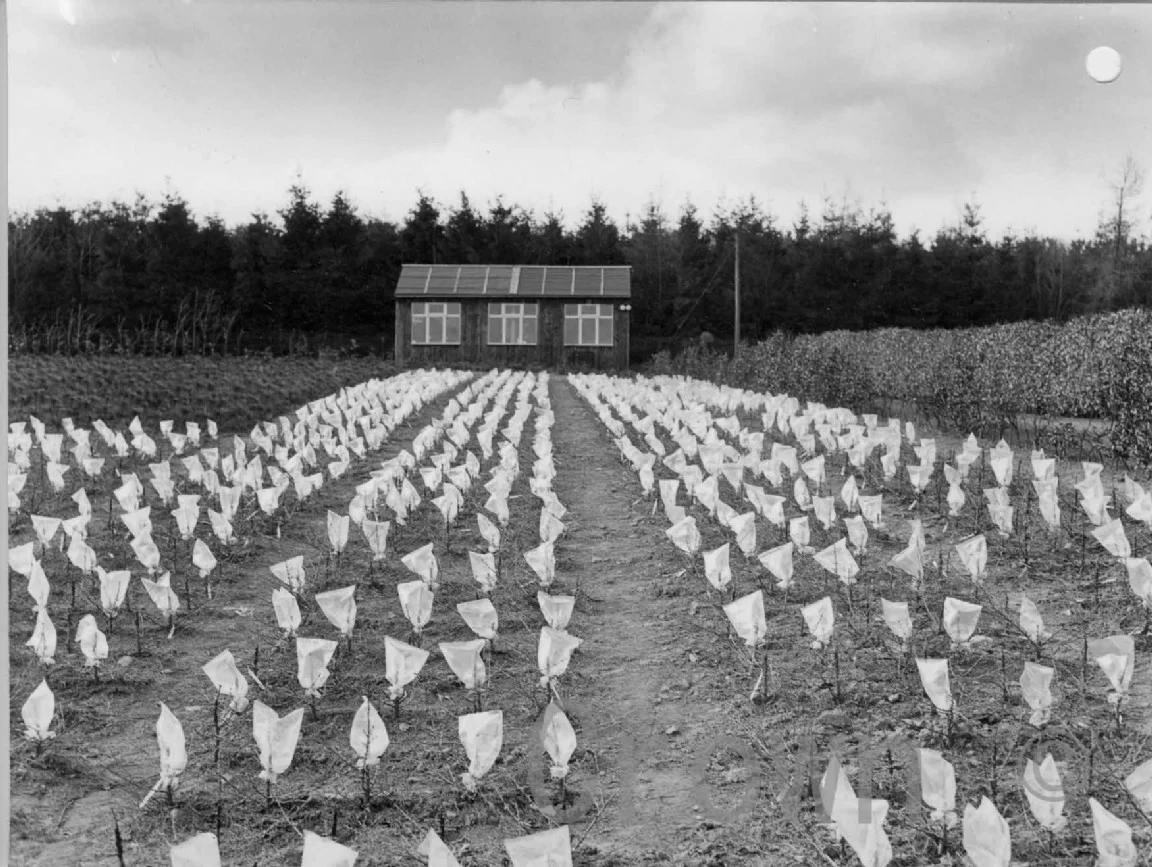 Bush nursery, Roslin, 1960