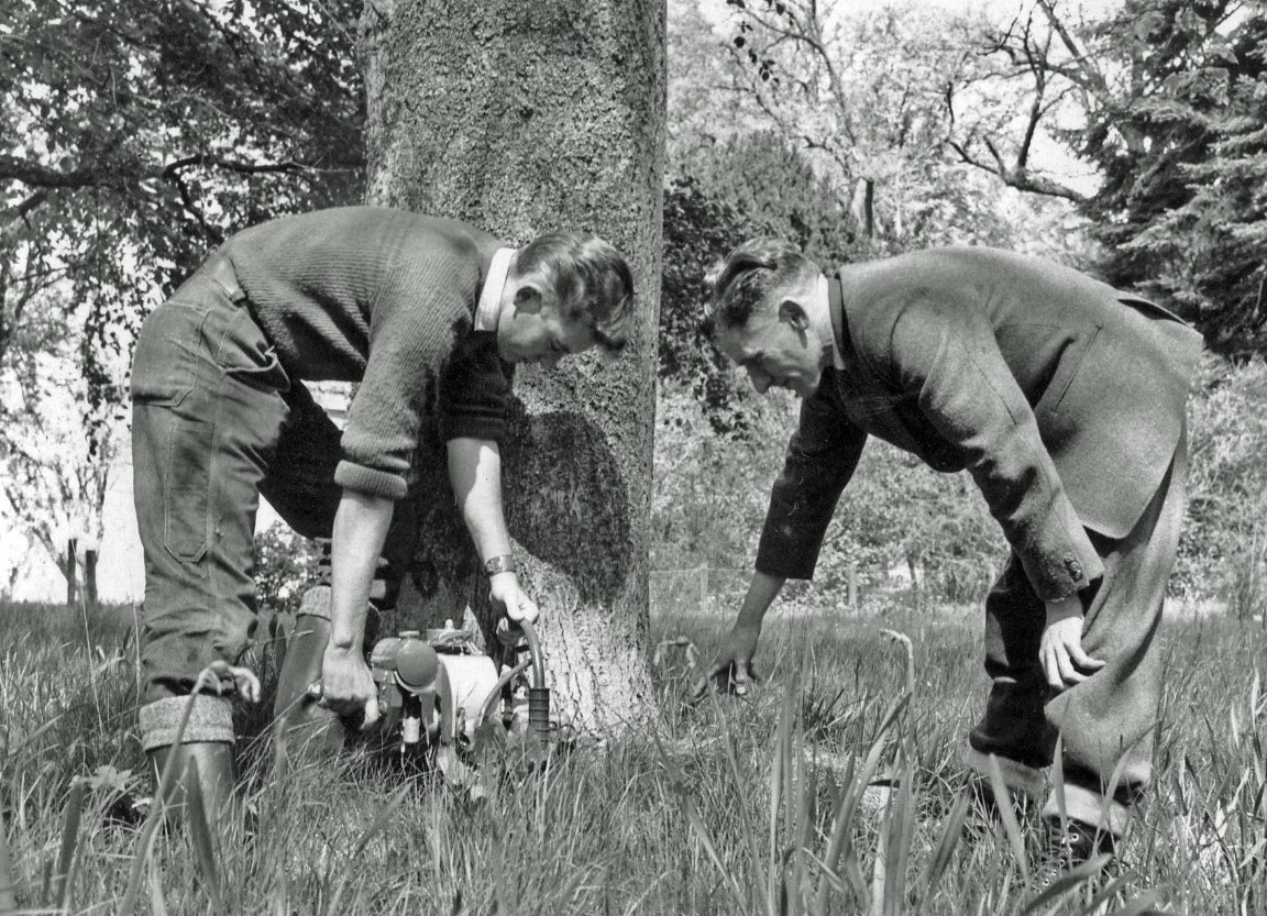 Chainsaw lessons, 1961