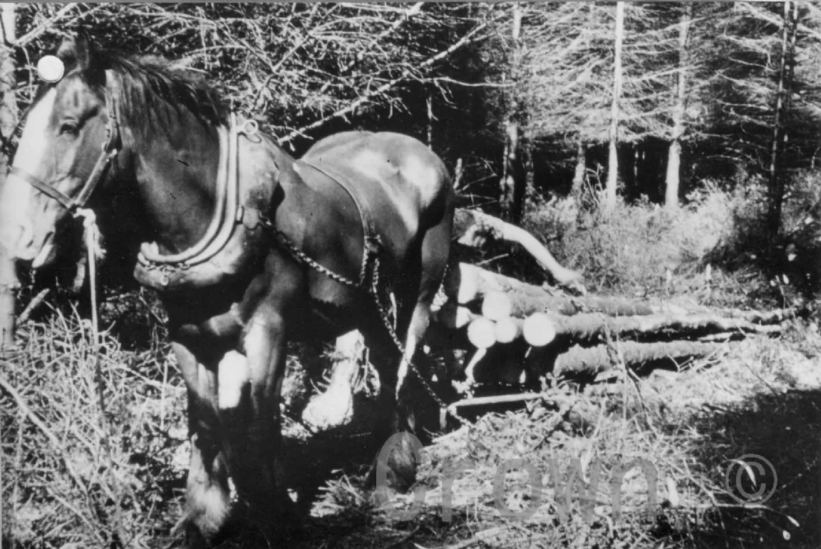 1962_Horse hauling logs.jpg
