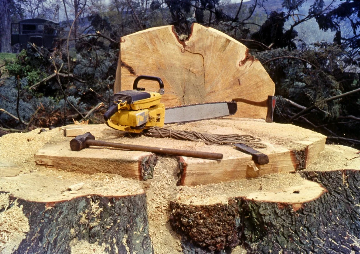 1963_Large felled tree.jpg