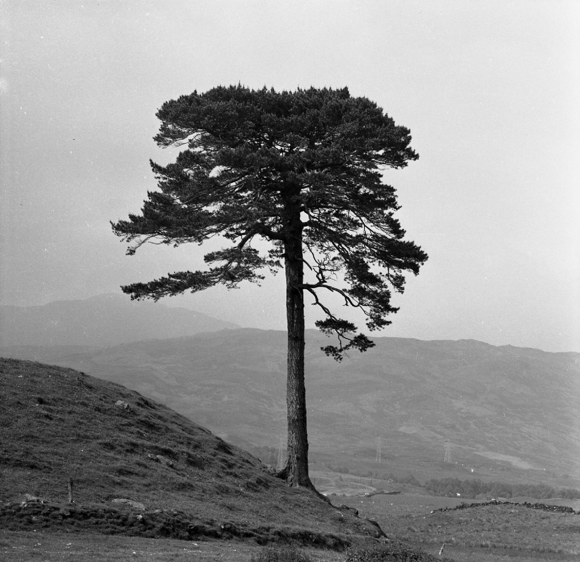 Lone Scots pine, 1970