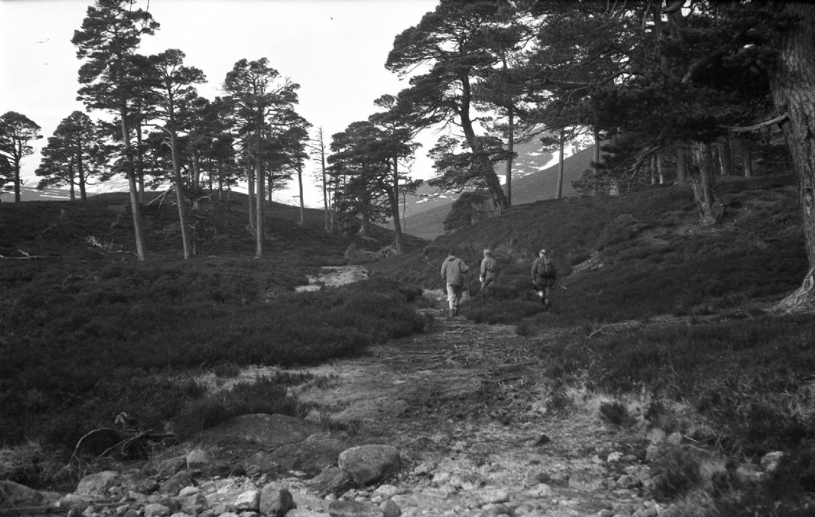 Forest trail though Caledonian pines, 1970