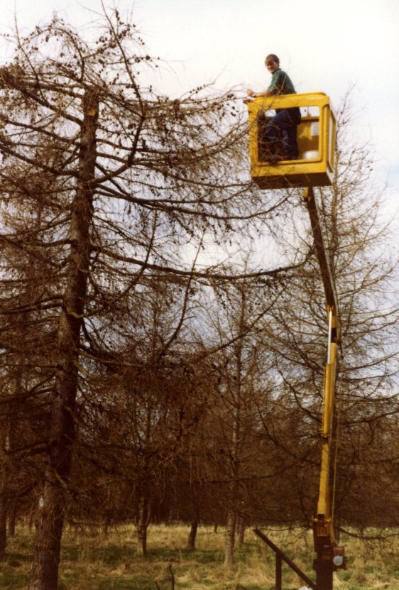 Larch cone collecting with cherry-picker, 1980