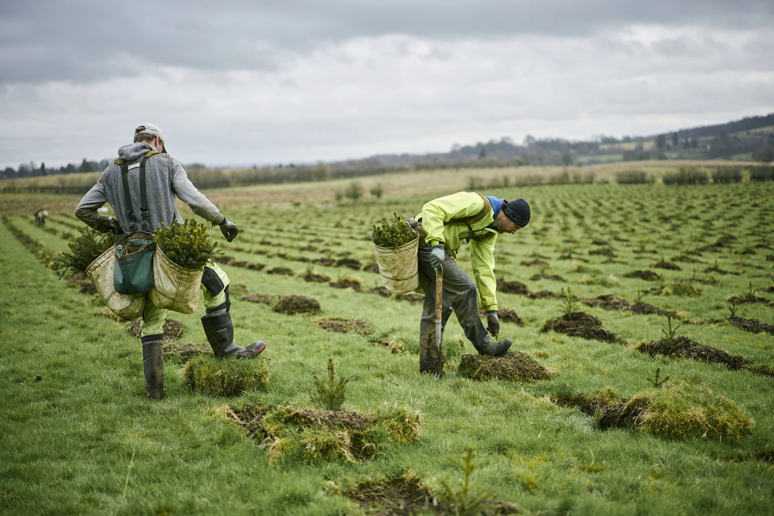 fls-cr-treeplanting-photo-feb2019-057.jpg