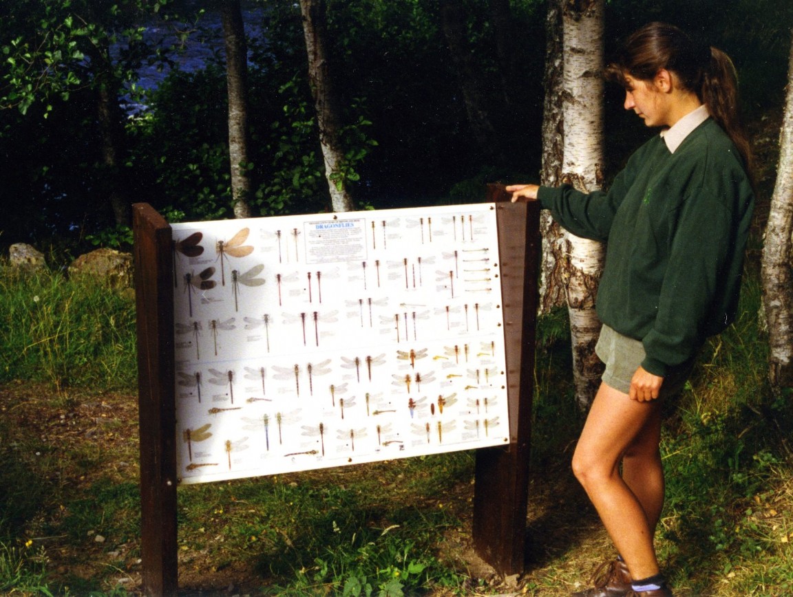 1995_Dragonfly interpretation.jpg