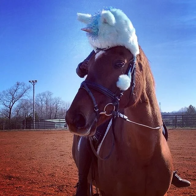 My real life unicorn (and when it&rsquo;s 25 degrees you have to have a sense of humor about your sand dancing!) 🤩❤️ Thanks @spicy_disaster_7 for letting Ian borrow your hat! #sanddancingottb #vesuvian #ottbdrressage