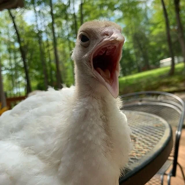 😂😂❤️❤️ #turkeylove