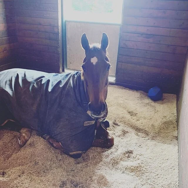 My favorite sand dancer ❤️❤️ #sanddancingottb #vesuvian #naptime #socute
