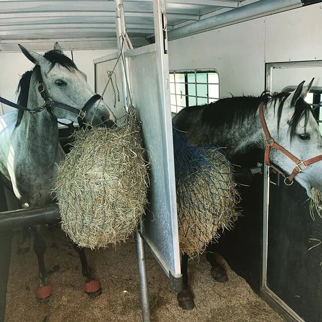 Off we go to our first show in a long, long time! Thanks to @rosewoodfarm for hosting!
#royaltyhappenswe #romanholidaywe @witsendeventing