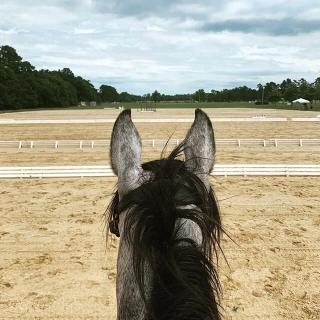 Finally back at the @carolinahorsepark for War Horse! Happy and Holly had great flat schools this afternoon.
@witsendeventing