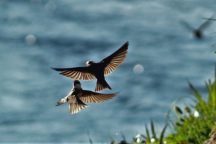 birds flying.jpg