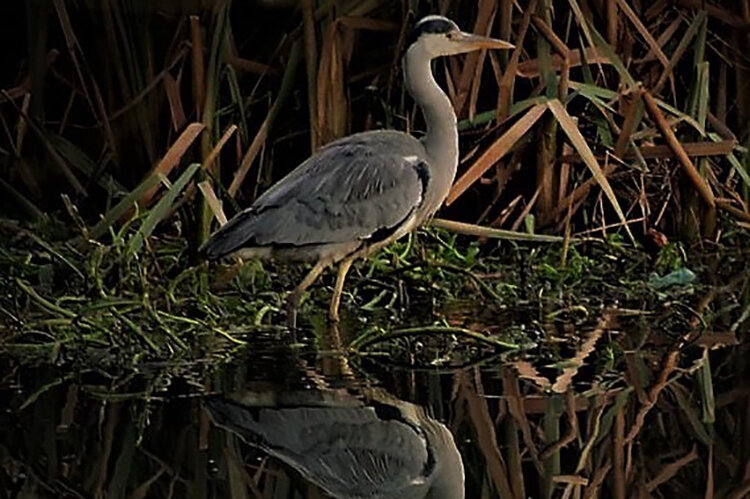 bird with reflection.jpg