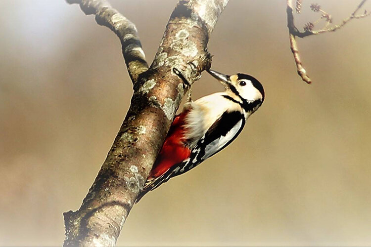 woodpecker.jpg