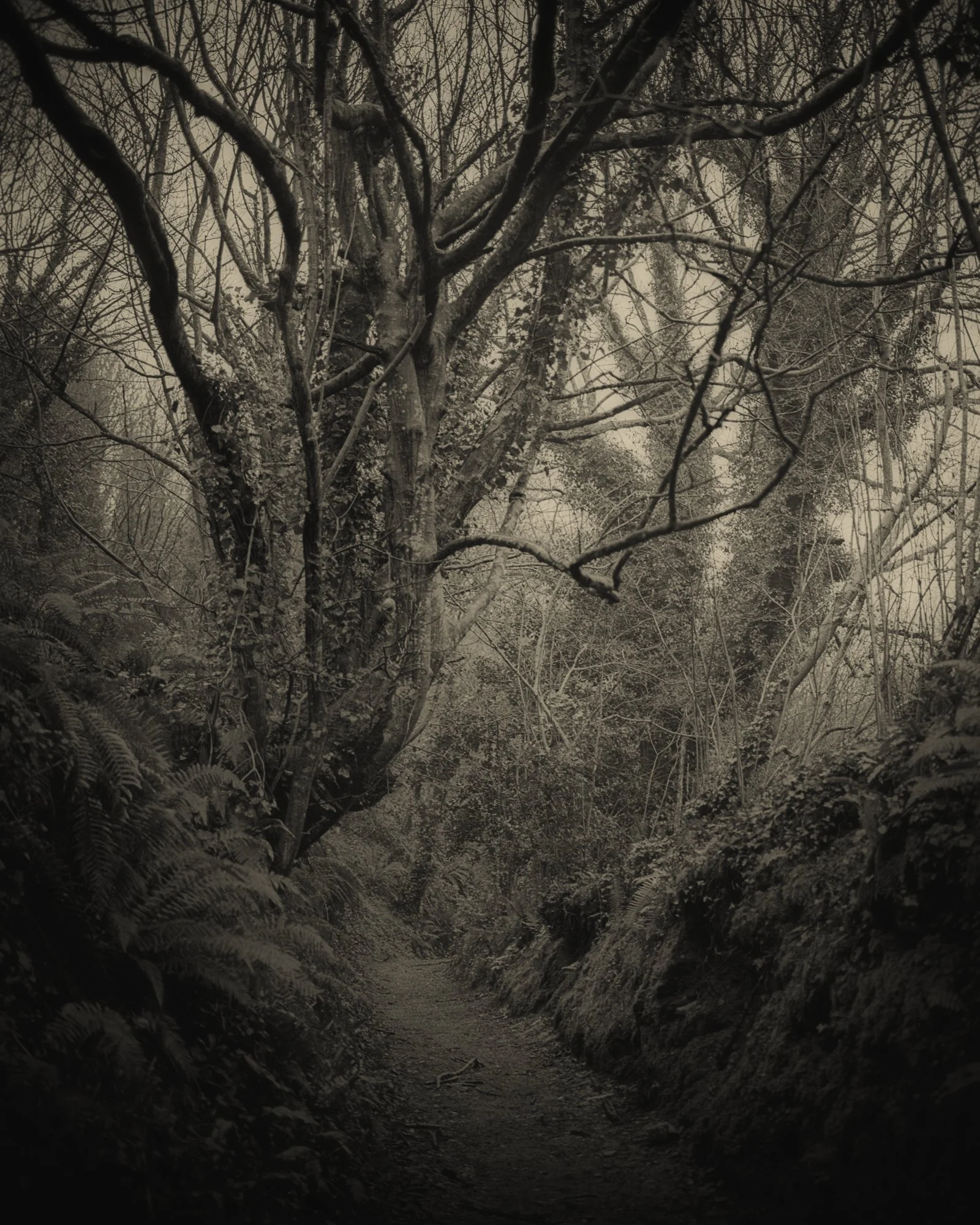 02_Old Moon_Clare Rodbourne.jpg