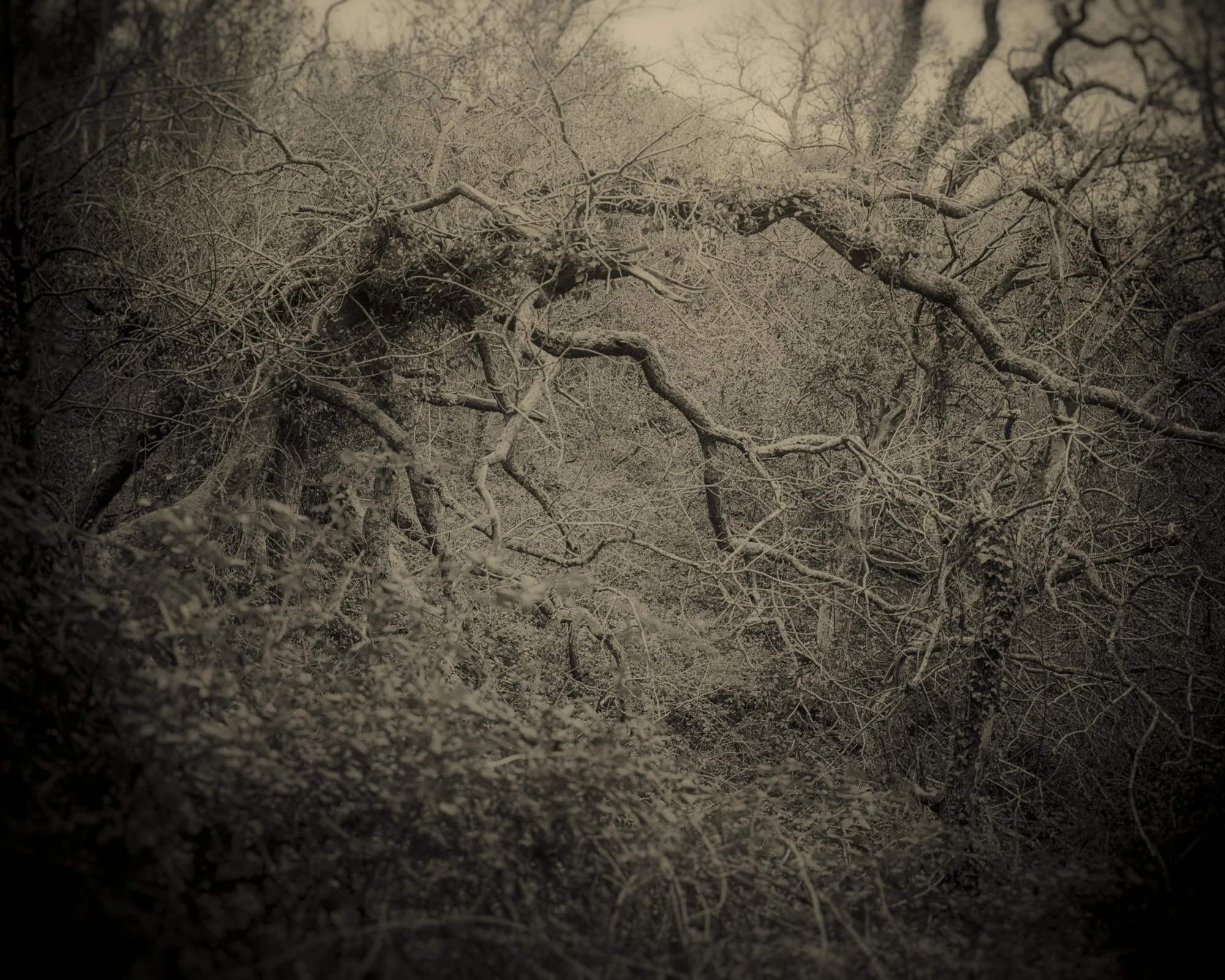 06_Old Moon_Clare Rodbourne.jpg