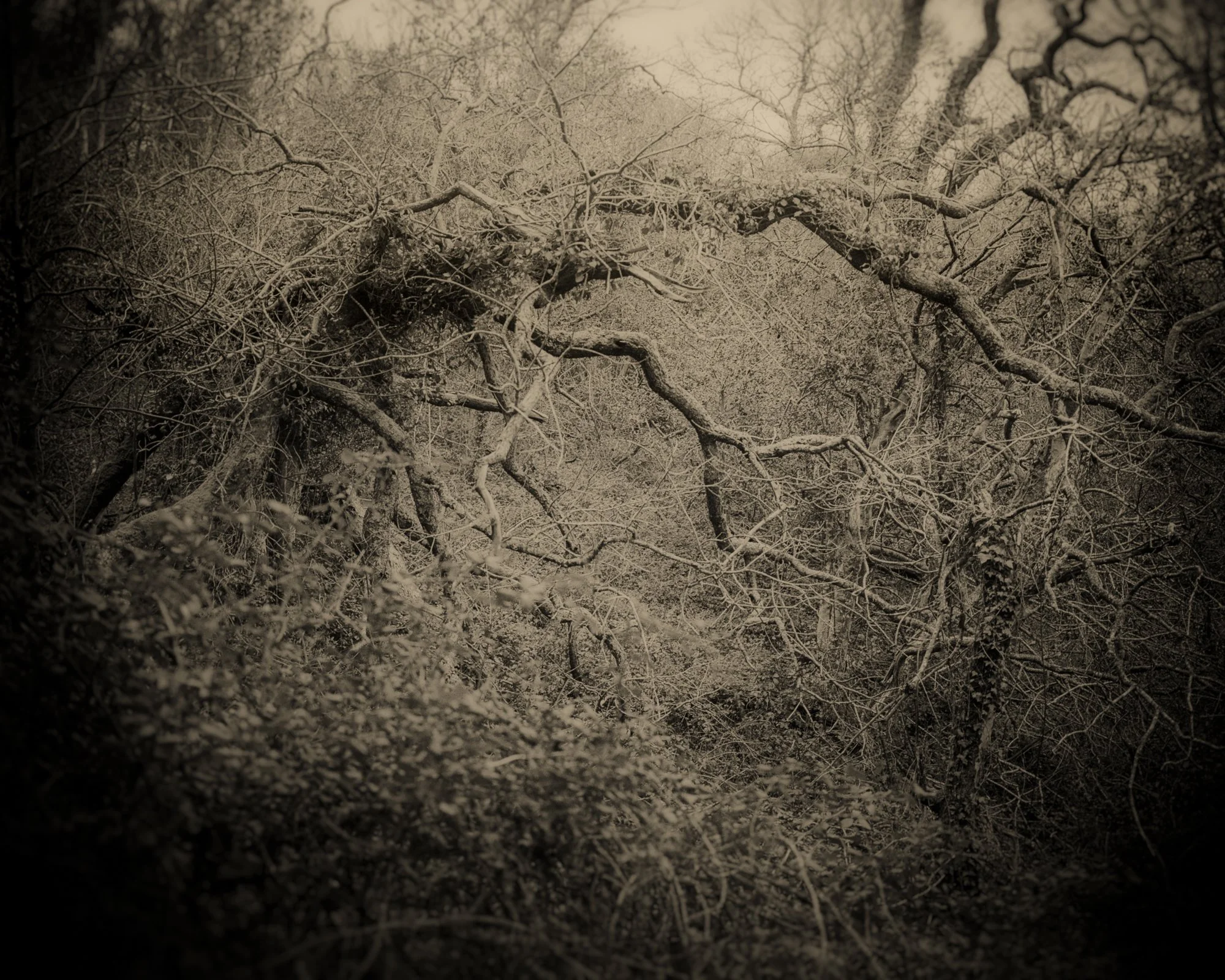 04_Old Moon _Clare Rodbourne.jpg