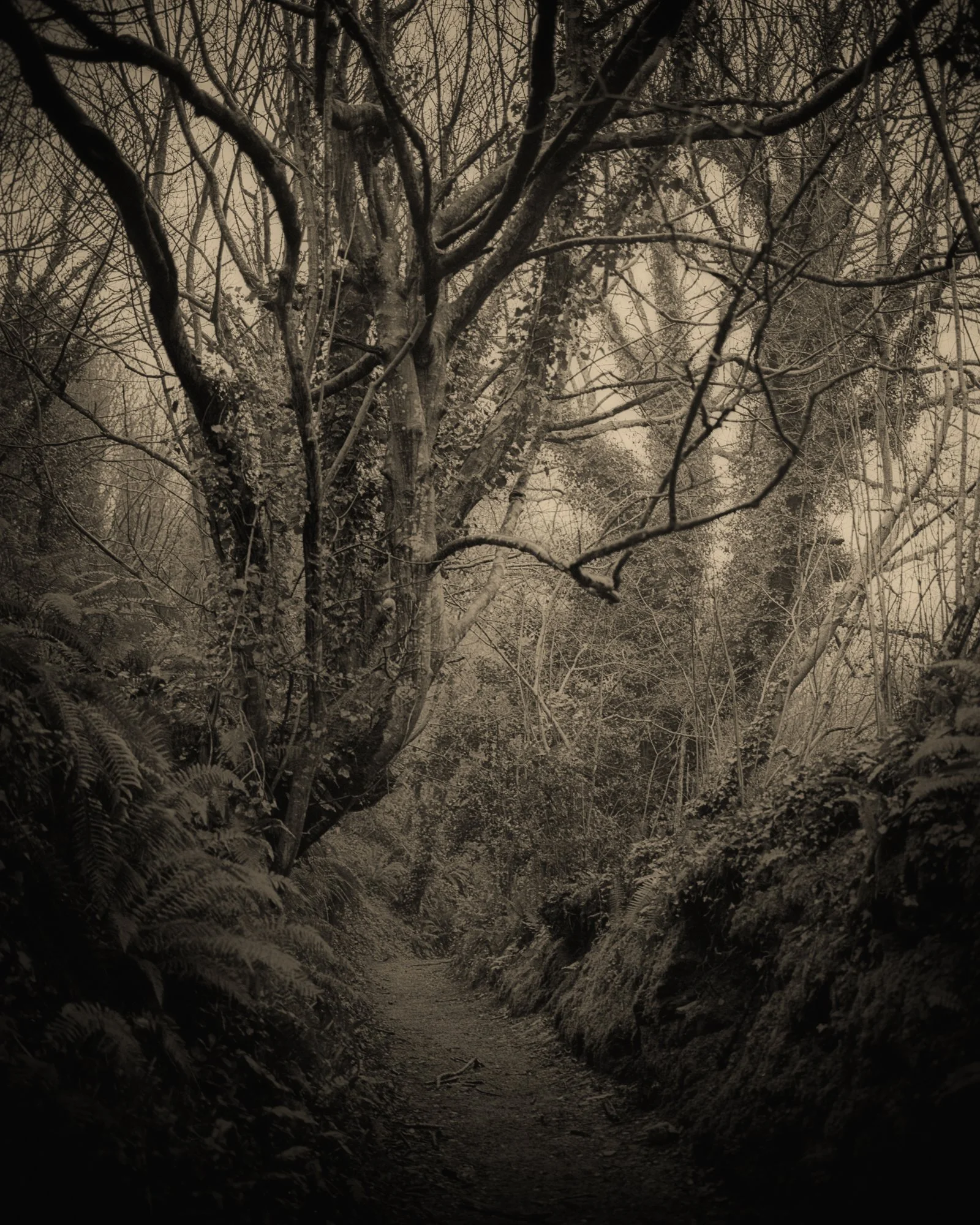 19_Old Moon _Clare Rodbourne.jpg