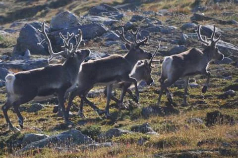 Ungdomsgaranti, reinsjakt