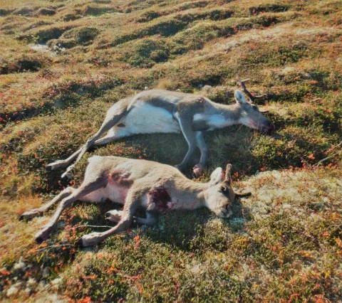 fellingsresultat-reinsjakta.jpg