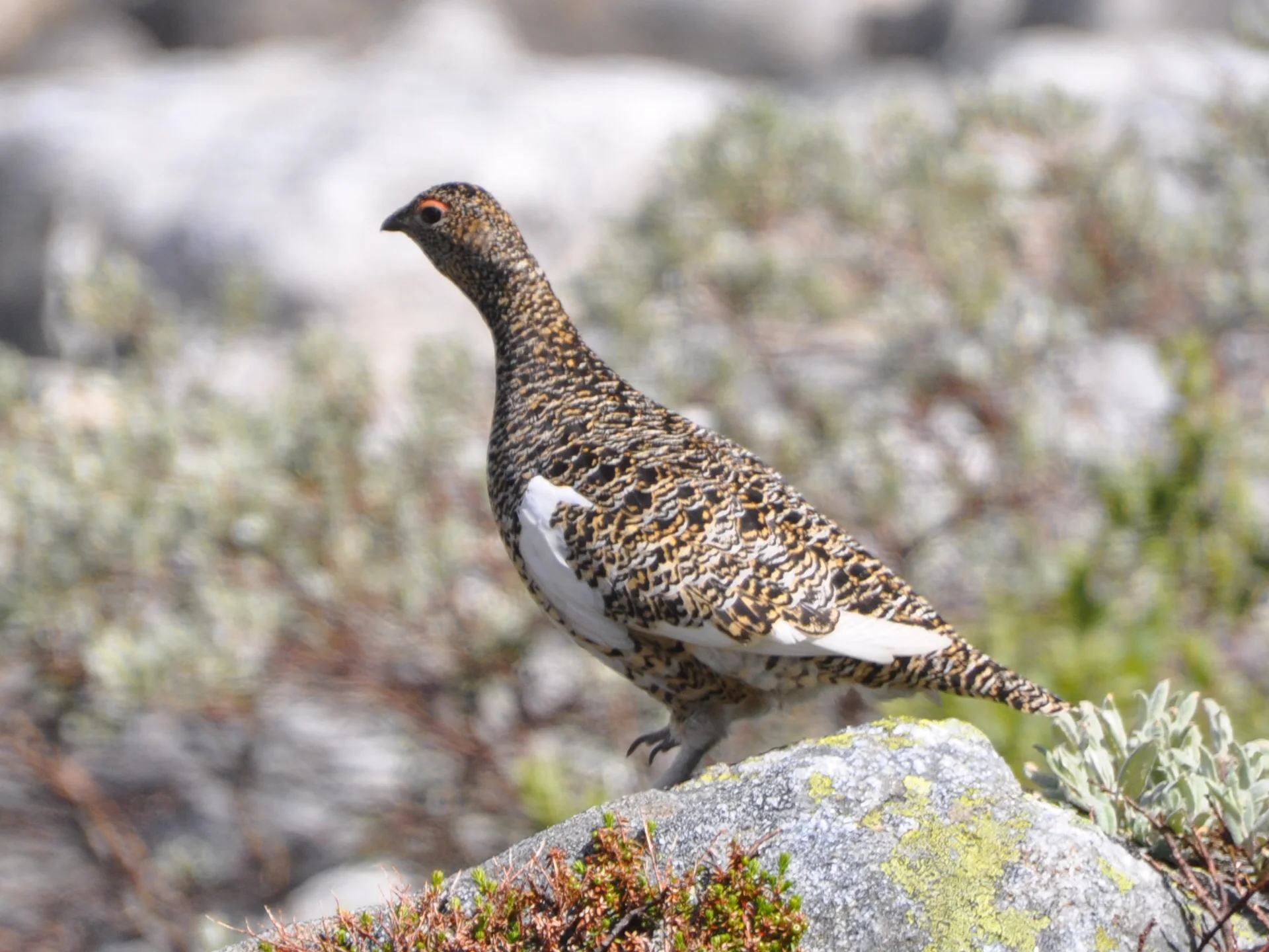 Fangstrapportering, småviltjakt og fiske 2018