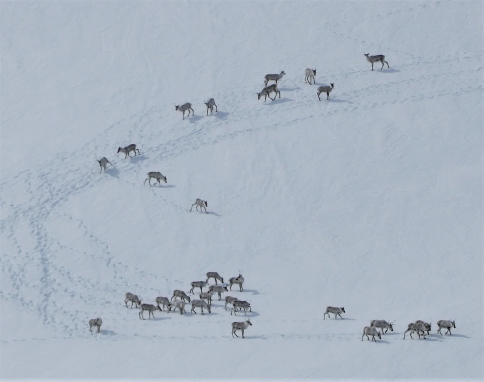 Minimumstelling av rein i Snøhetta gjennomført