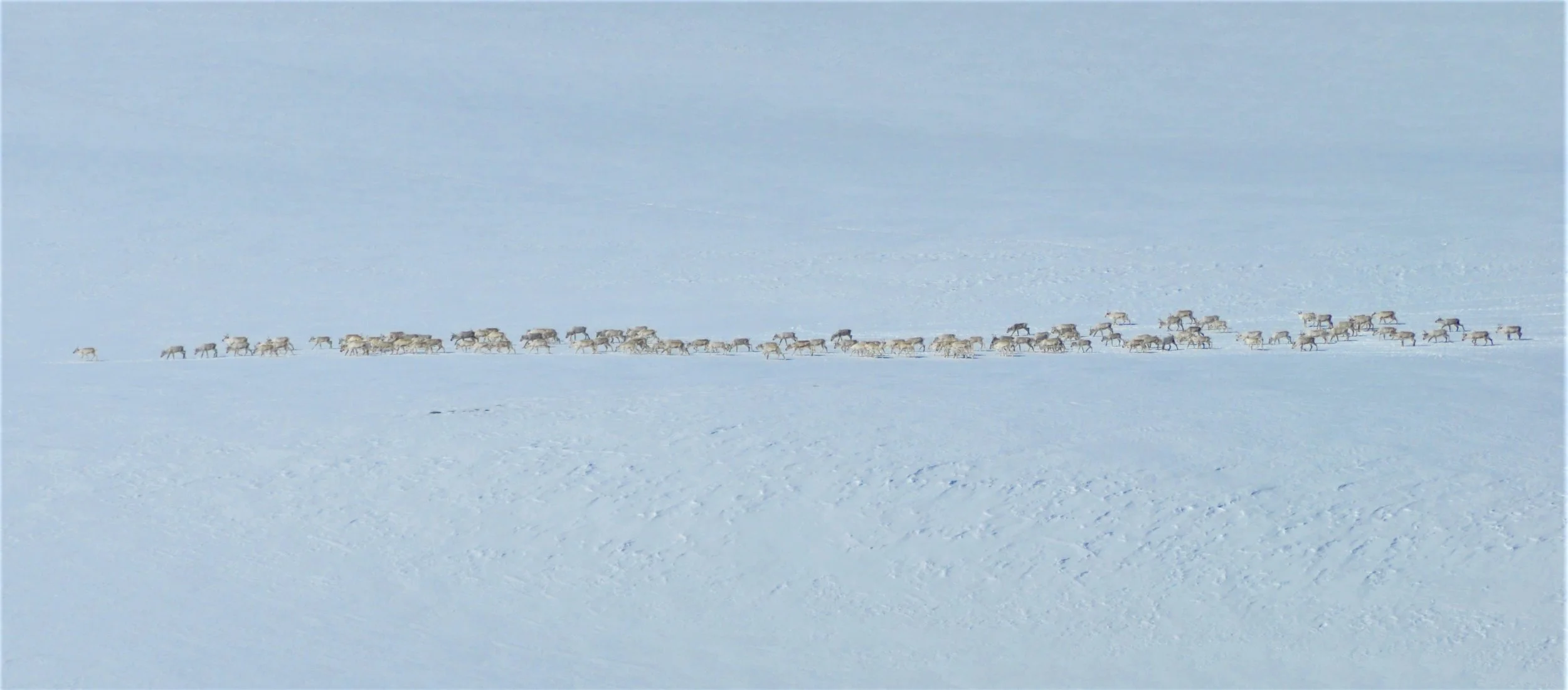 Jaktkvoter for 2019 fastsett