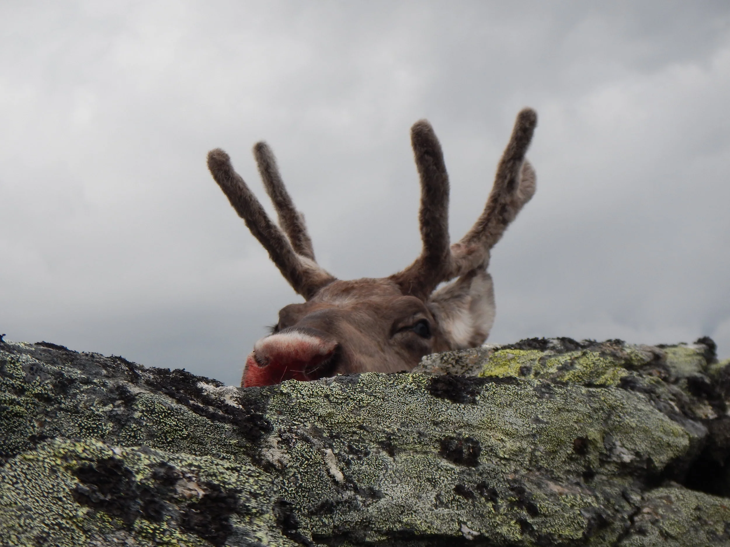 Rekordlav felling i Nesset under reinsjakta