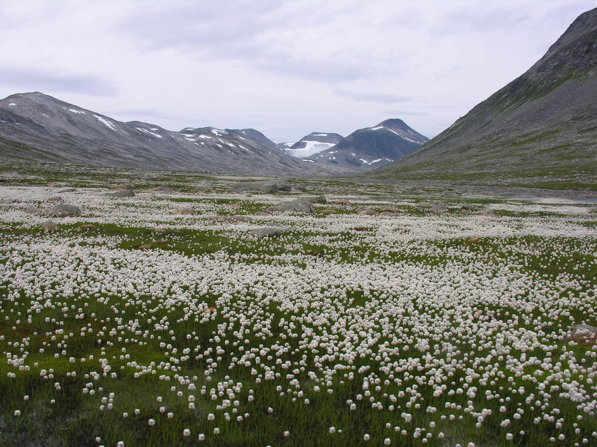 Nye medlemmar i Eresfjord og Vistdal Fjellstyre