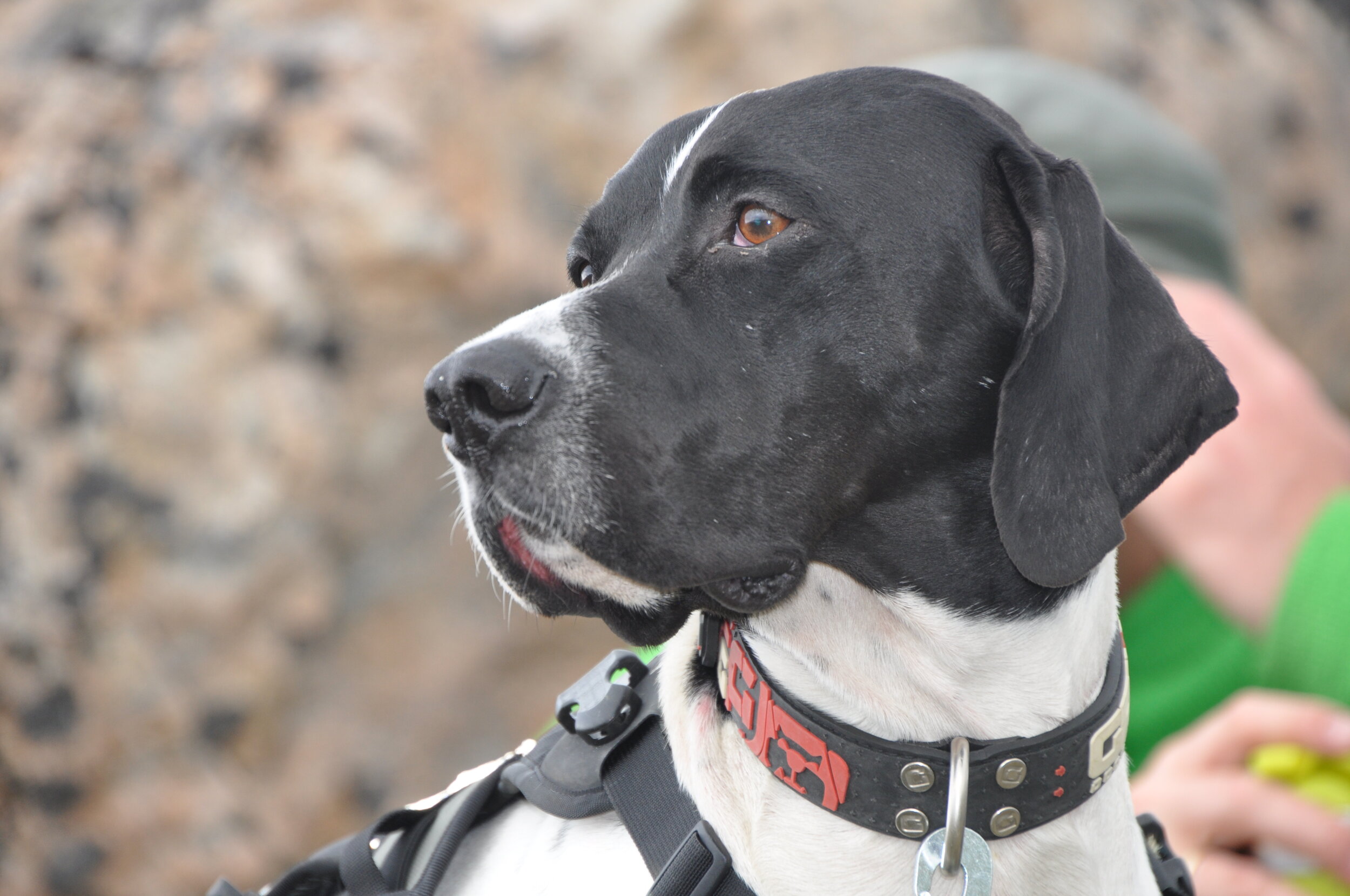 Småviltjakt med hund på Inatur