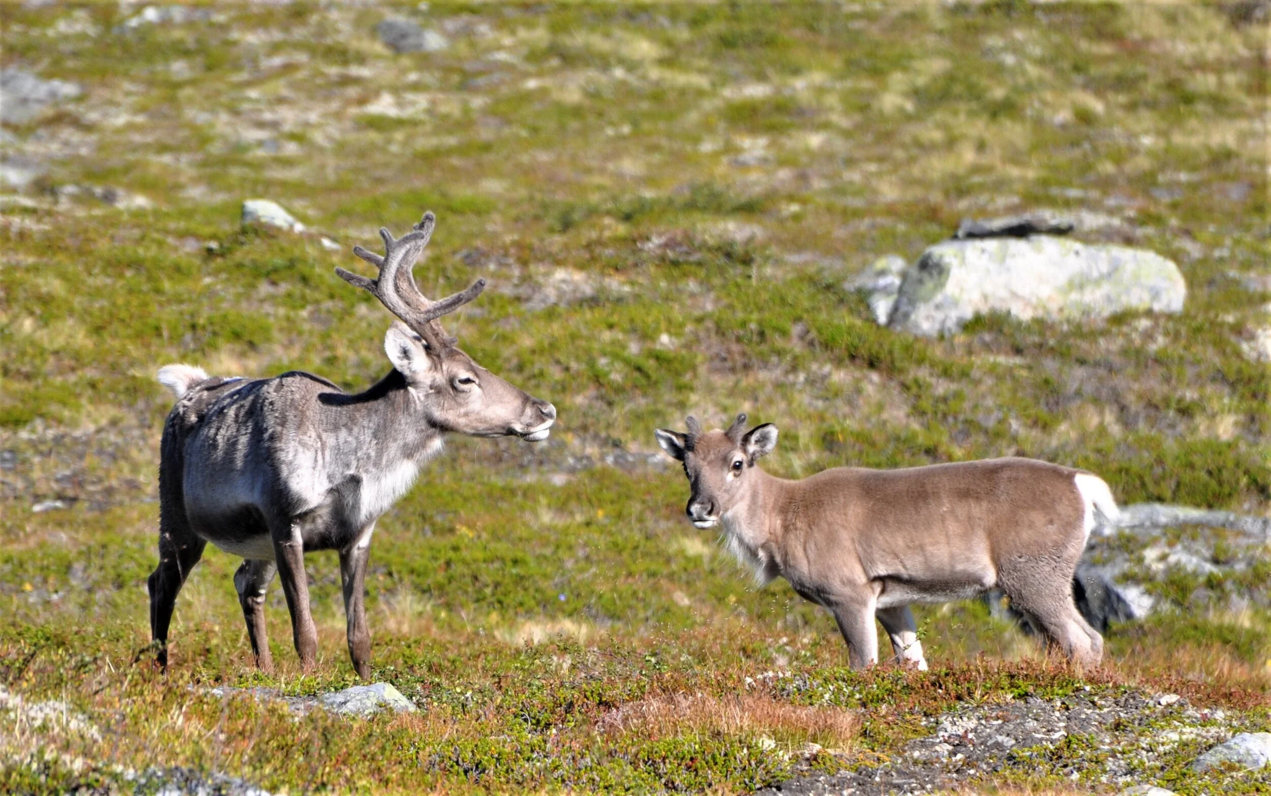 Reinsjakt i Eresfjord og Vistdal Statsallmenning