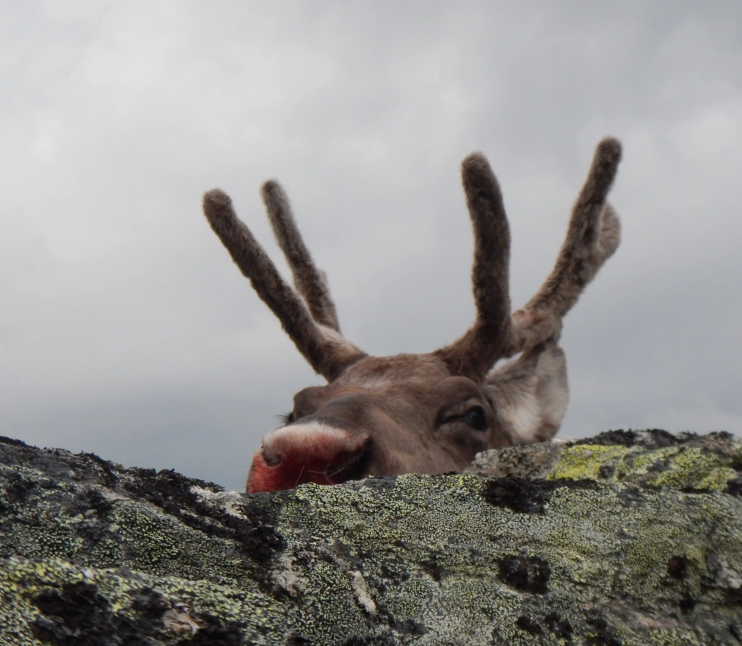 Jaktkort på rein 2020 i Eresfjord og Vistdal Statsallmenning