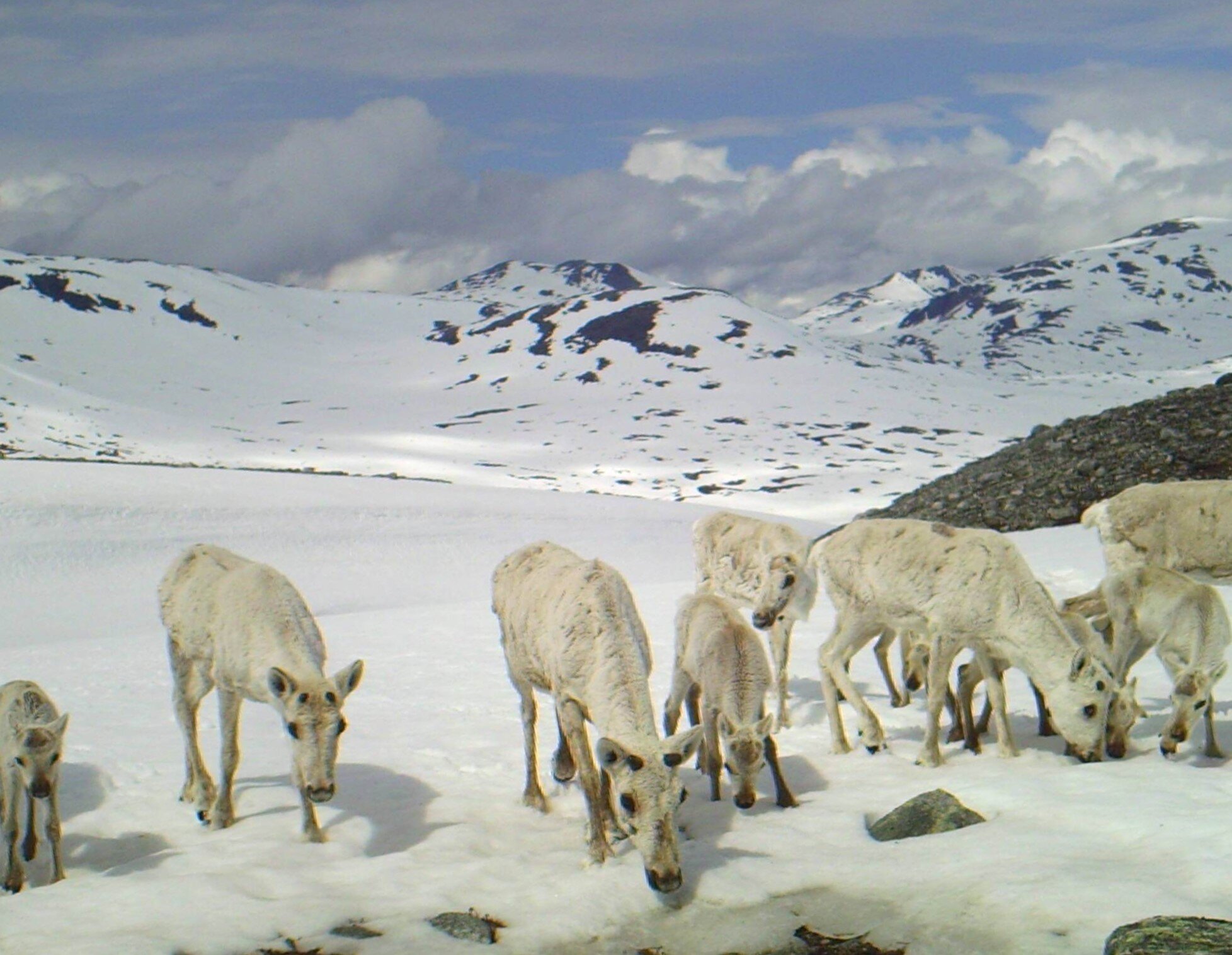 Kalvetelling i Snøhetta 2020