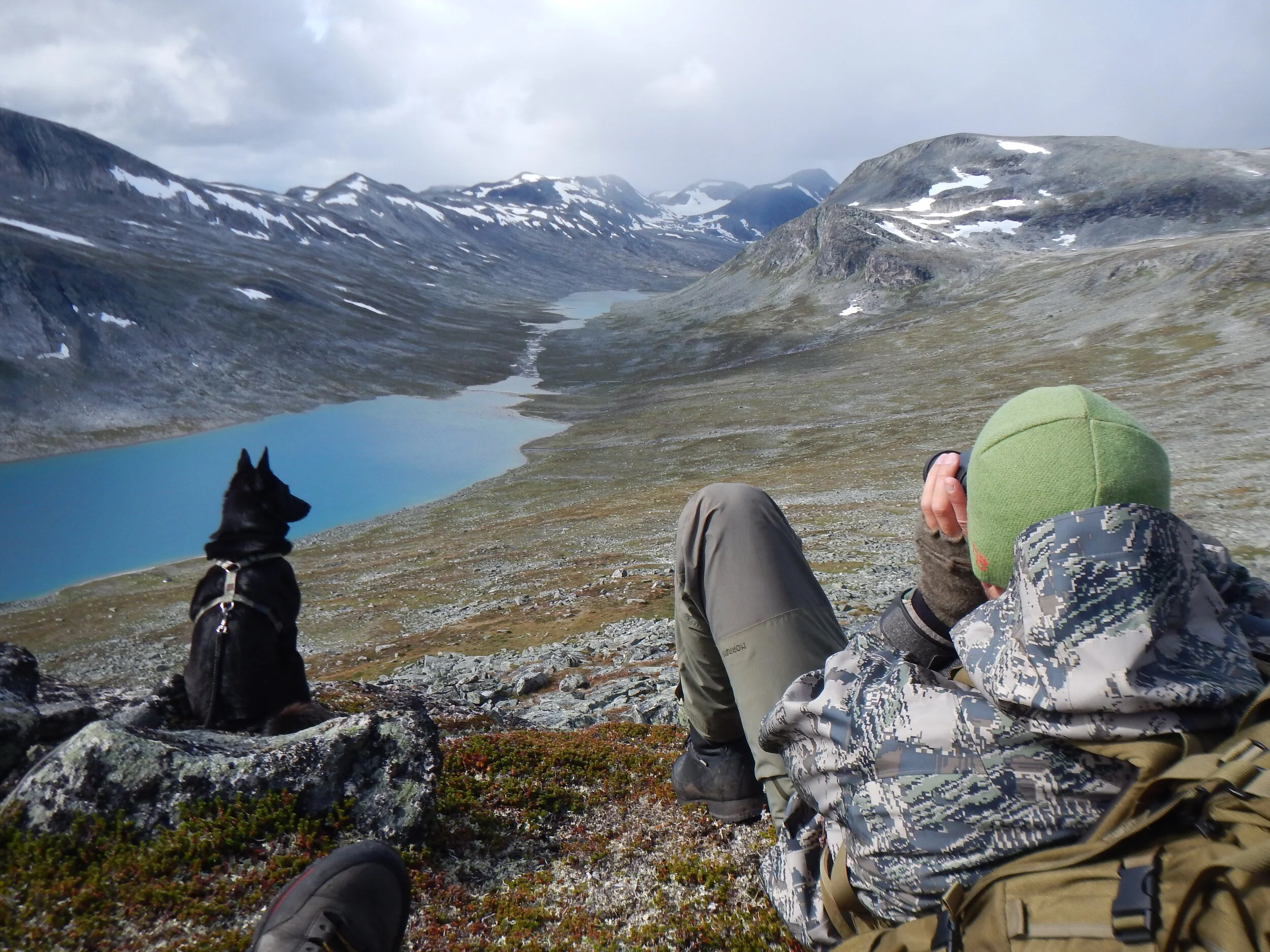 Felling i Nesset Villreinfelt