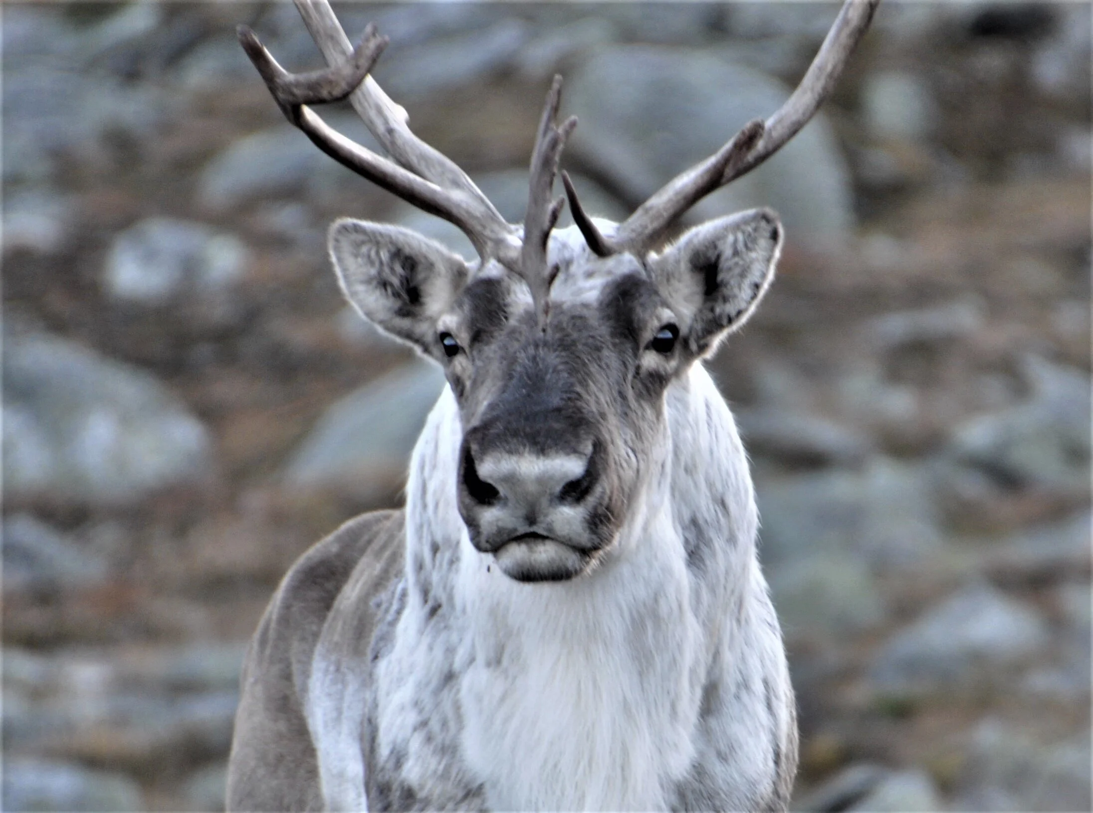 Søknadsfrist reinsjakt 1. mai.