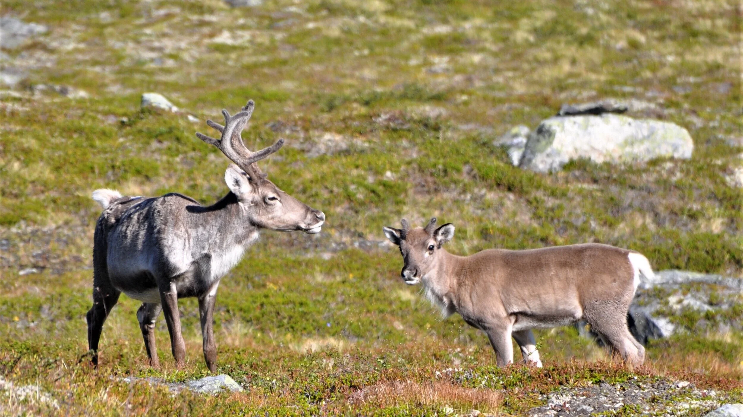 Informasjon om villreinjakt i  Eresfjord og Vistdal Statsallmenning (EVS)