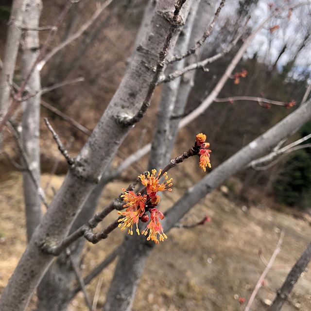 Petits bourgeons deviendront grands! Le printemps est la saison id&eacute;ale pour nous visiter et constater l&rsquo;ampleur de votre futur chez-vous, &agrave;-travers les branches bient&ocirc;t fleuries et d&eacute;bordantes de vie!