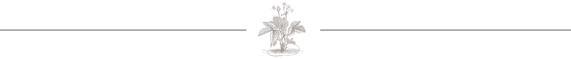 divider3.png
