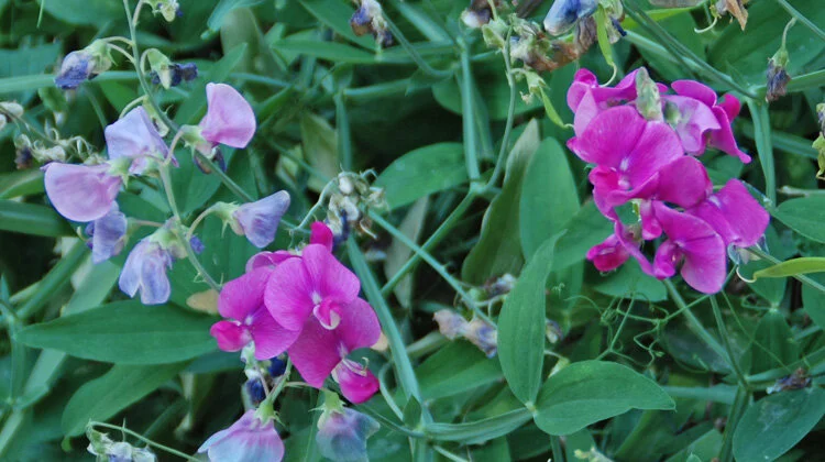 The Very Best Flowering Vines