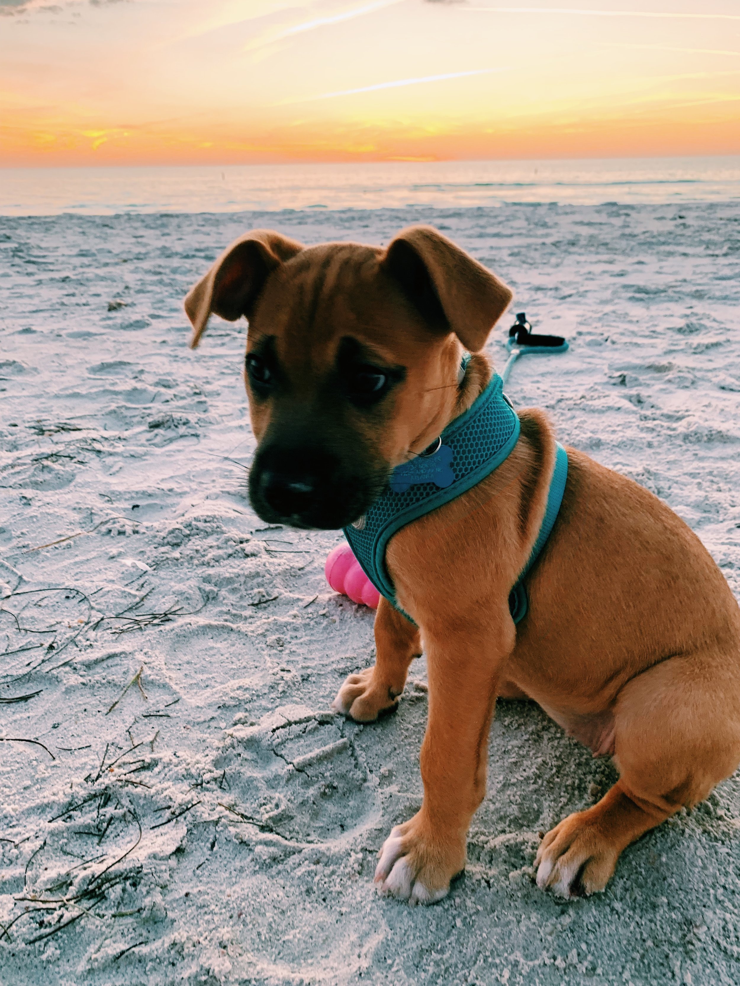 We rescued a little puppy in December 2018