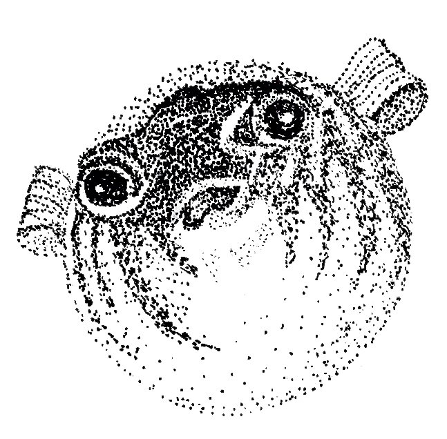 blowfish.jpg