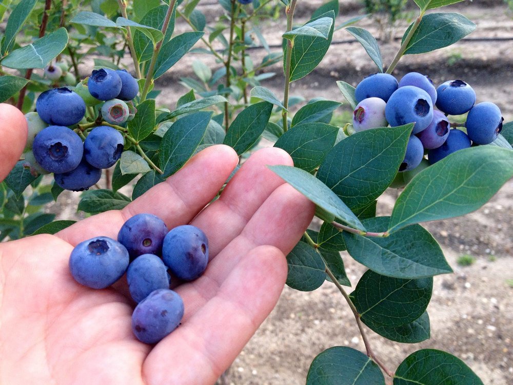 Afrika at føre Diktatur Blueberry Plants for Sale - Blueberry Bushes from DiMeo Farms