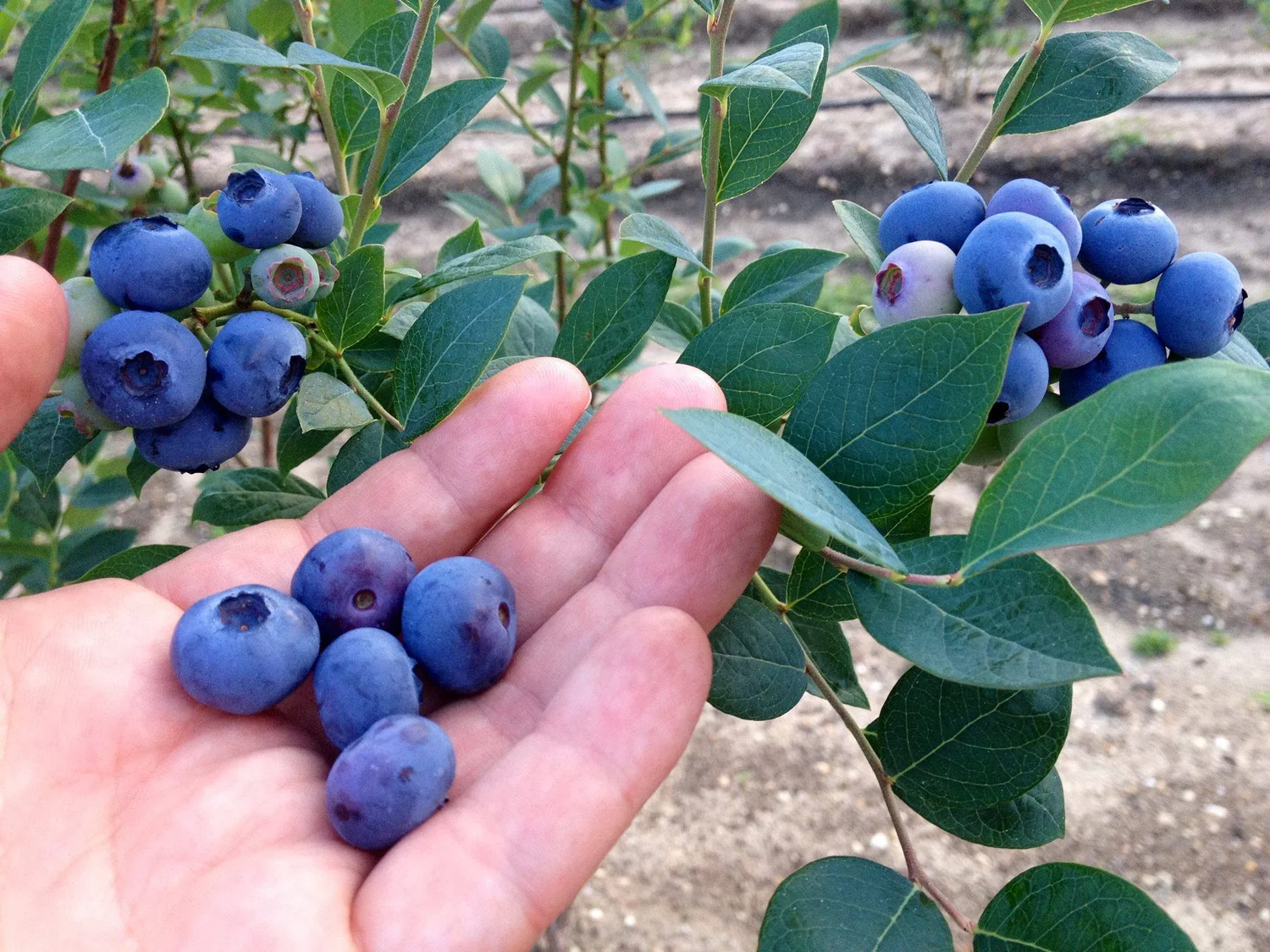 Blueberry Bush For Sale Near Me