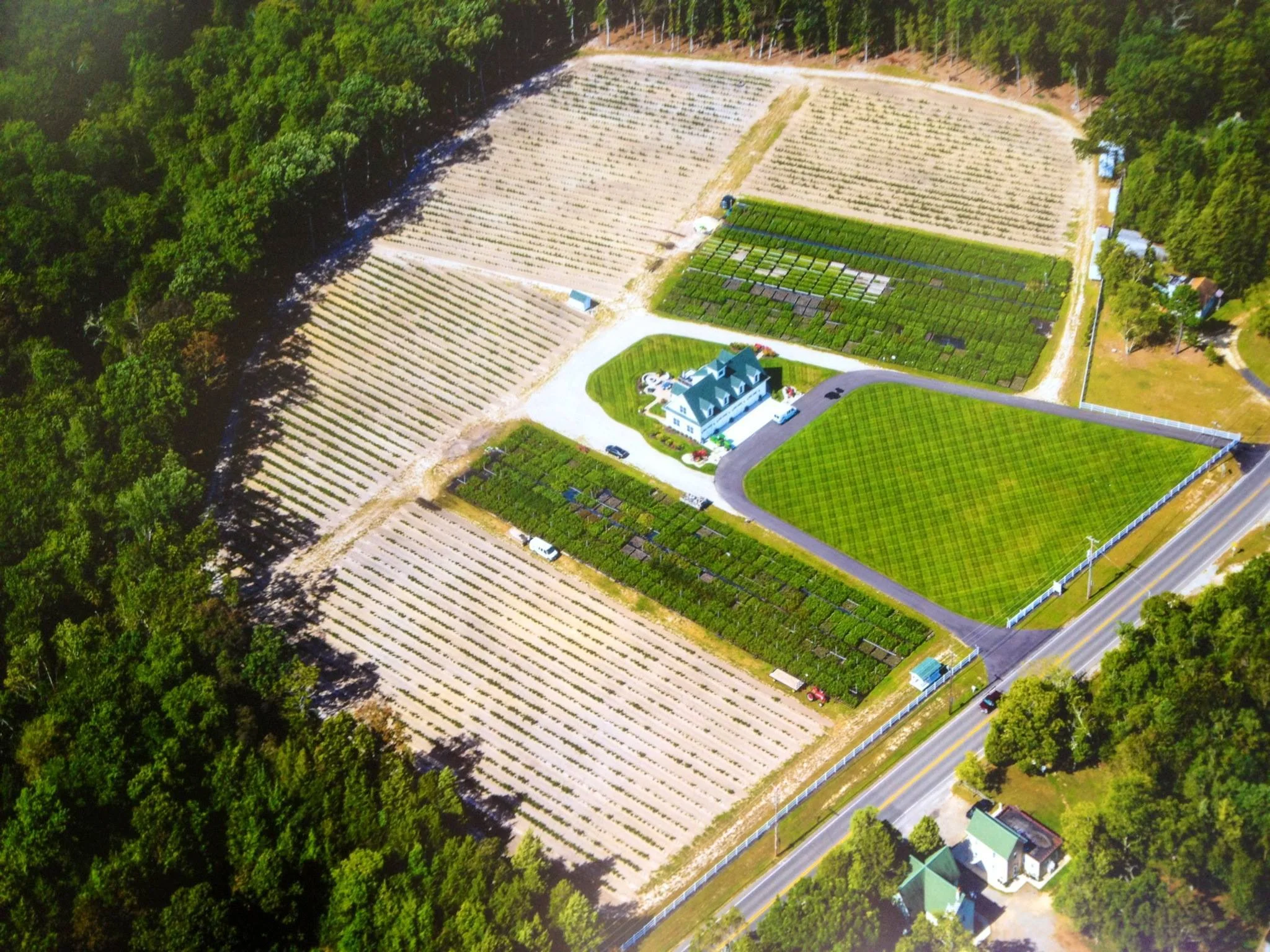 Blueberry Bushes from DiMeo Farms.jpg