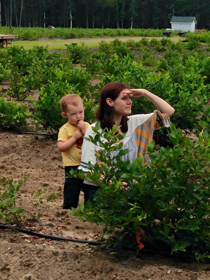 Blueberry Plants For Bushes From Dimeo Farms Blueberry Bushes From Dimeo Farms