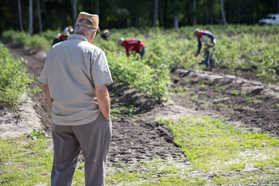 About Dimeo Farms Blueberry Plants For Bushes About Dimeo Farms Blueberry Plants