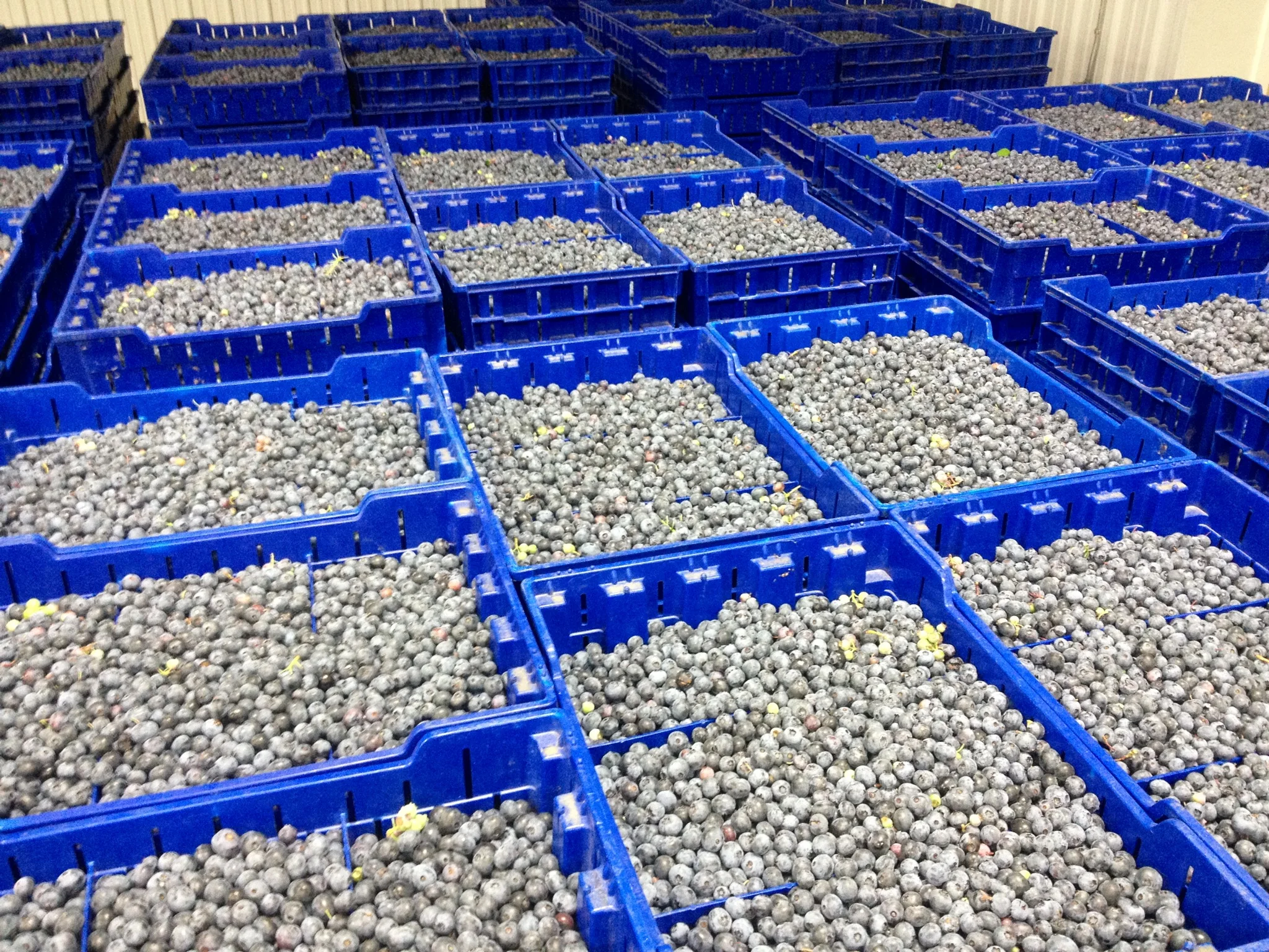 About DiMeo Farms — Blueberry Plants for Sale Blueberry Bushes from DiMeo Farms