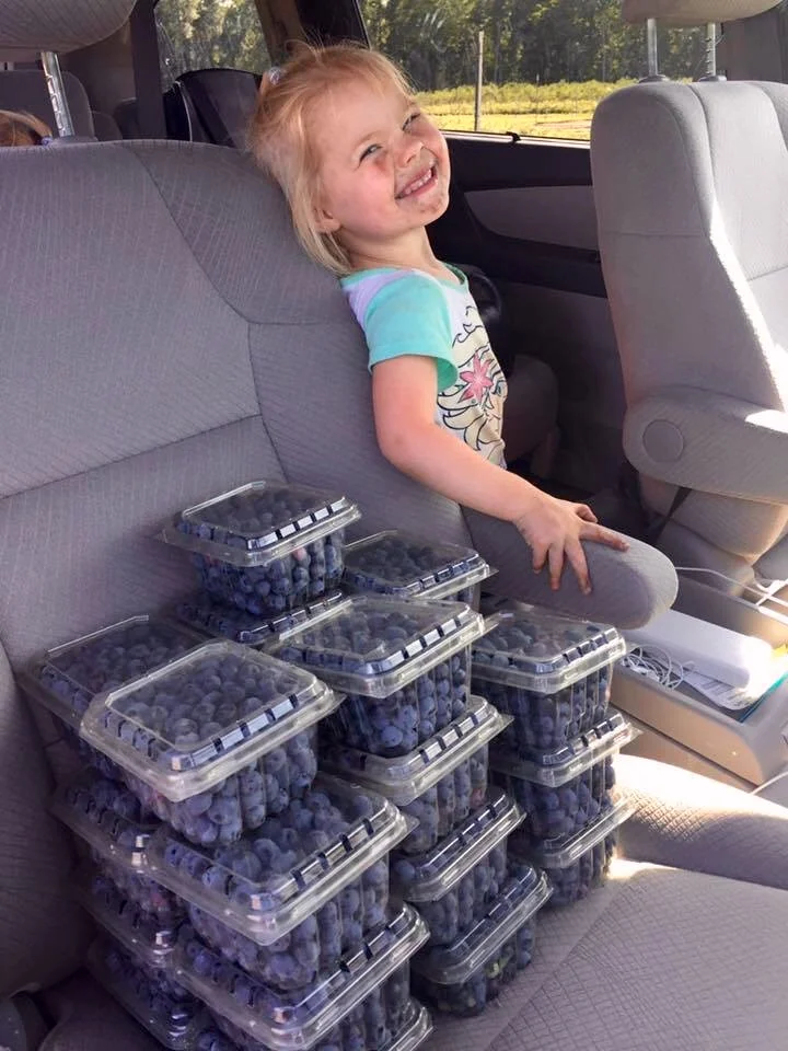 Blueberry Picking in NJ at DiMeo's PYO Blueberry Farm.jpg